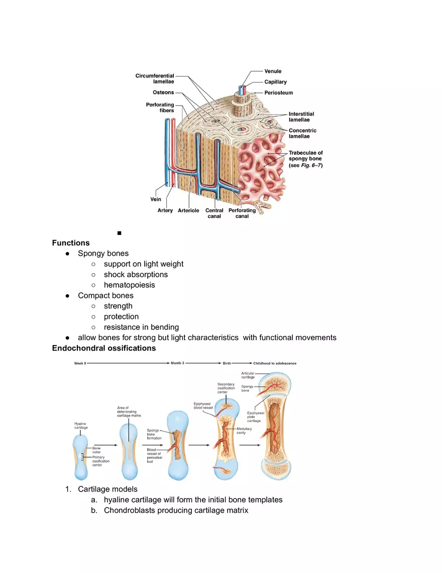 Compact and Spongy Bone - Page 2