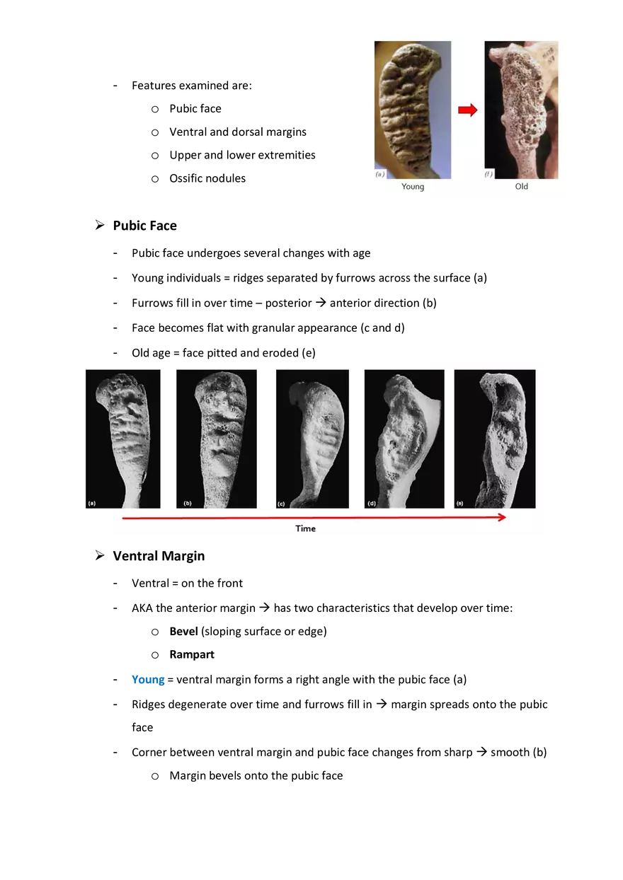 Estimation of Age at Death: The Deteriorating Skeleton - Page 2