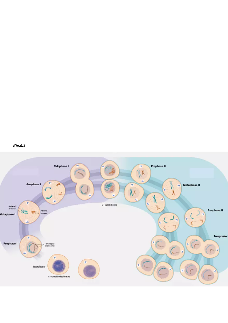 Biology EOC Mega-Review Packet - Page 12