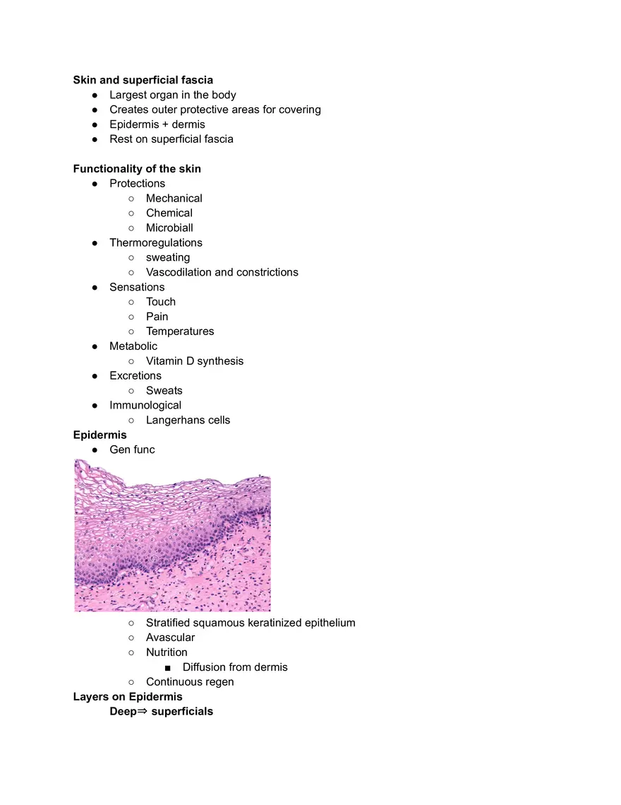 Skin and Superficial Fascia - Page 1