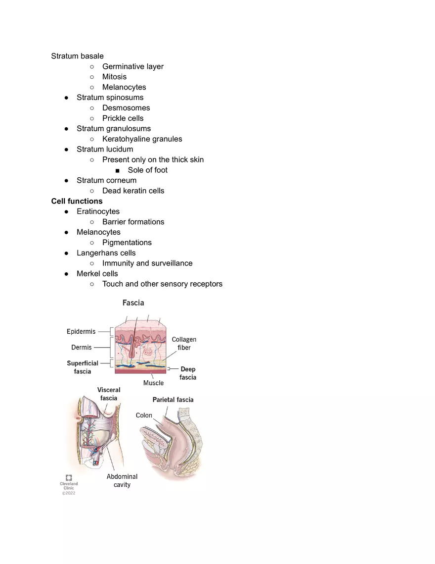 Skin and Superficial Fascia - Page 2