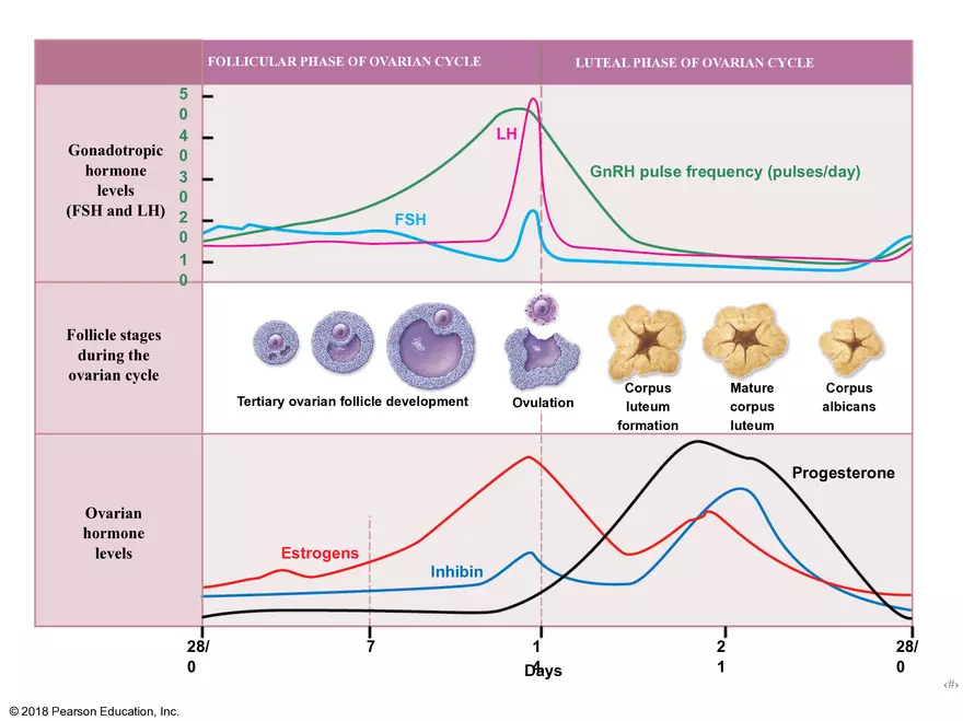 Unit 12: Lesson 1 Reproductive System - Page 7