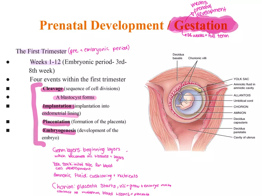 Unit 12: Lesson 1 Reproductive System - Page 11