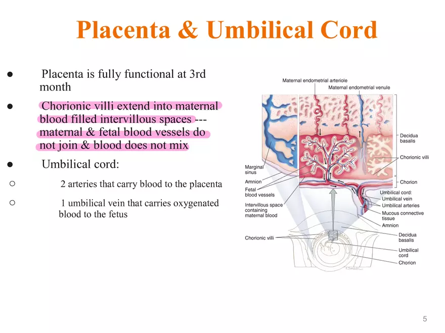 Unit 12: Lesson 1 Reproductive System - Page 12