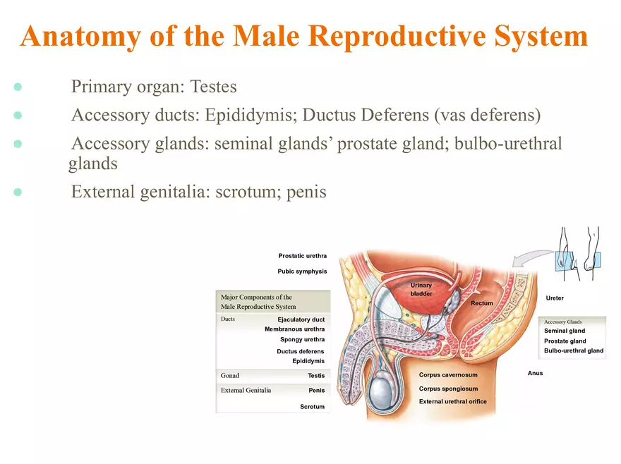 Unit 12: Lesson 1 Reproductive System - Page 13