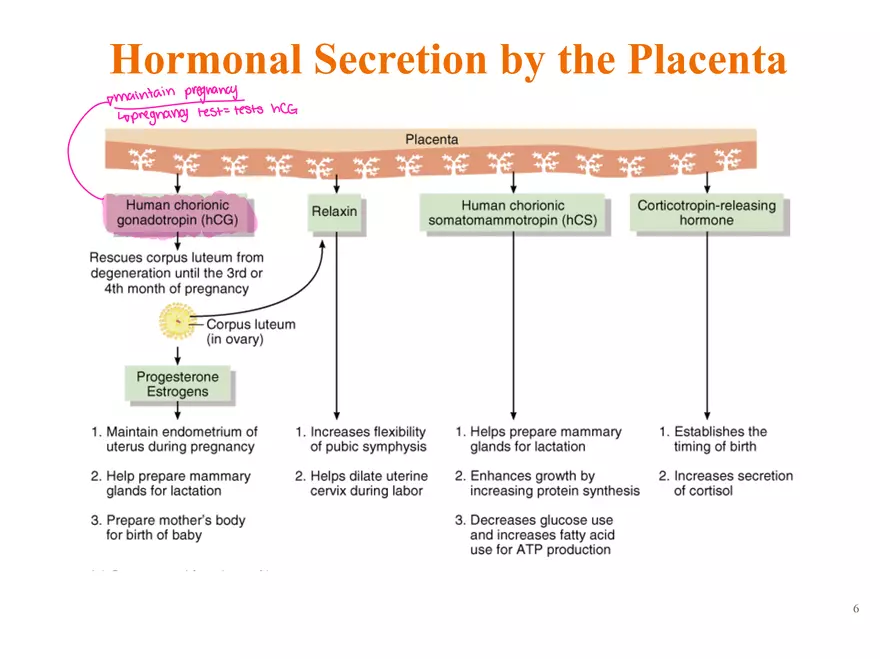Unit 12: Lesson 1 Reproductive System - Page 14