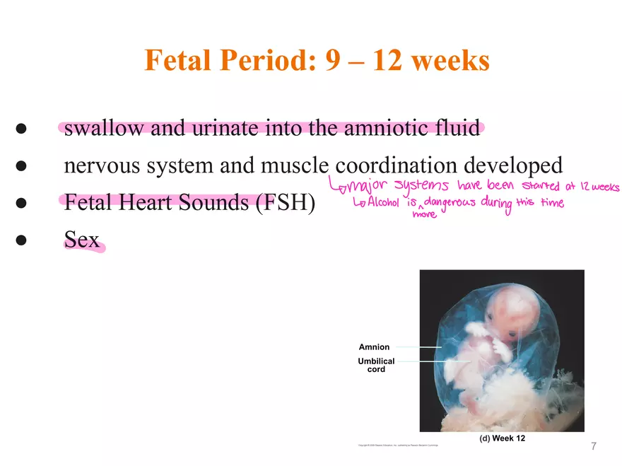 Unit 12: Lesson 1 Reproductive System - Page 15