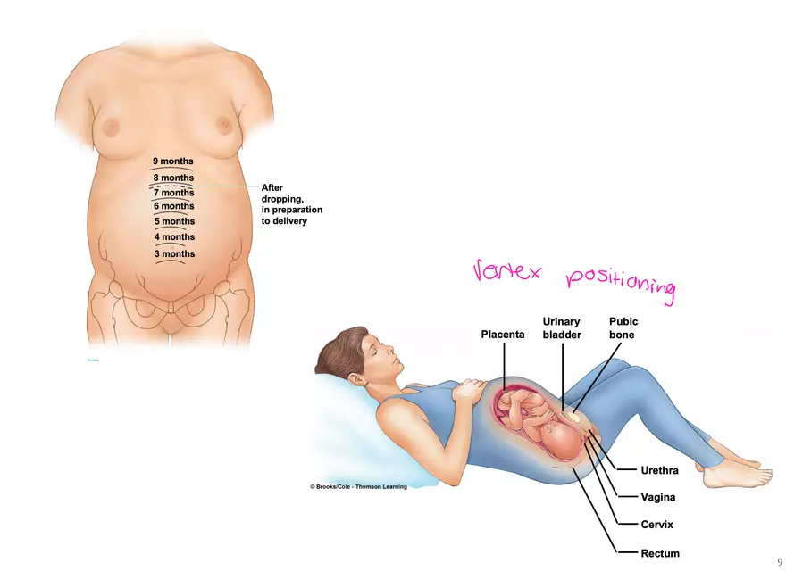 Unit 12: Lesson 1 Reproductive System - Page 17