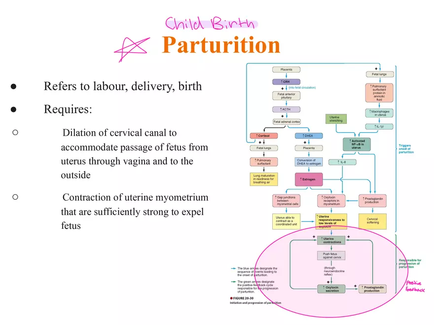 Unit 12: Lesson 1 Reproductive System - Page 20