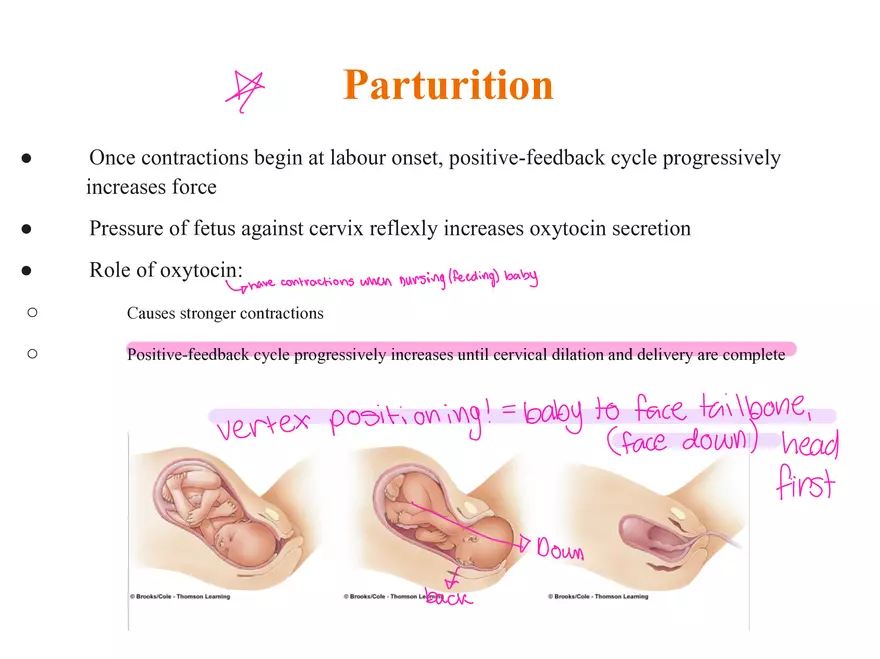 Unit 12: Lesson 1 Reproductive System - Page 21