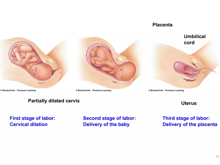 Unit 12: Lesson 1 Reproductive System - Page 23