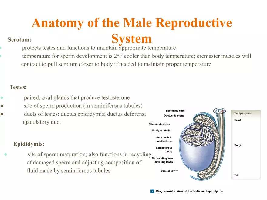 Unit 12: Lesson 1 Reproductive System - Page 24