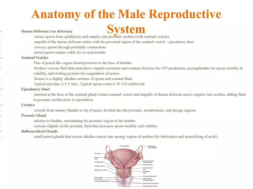 Unit 12: Lesson 1 Reproductive System - Page 28