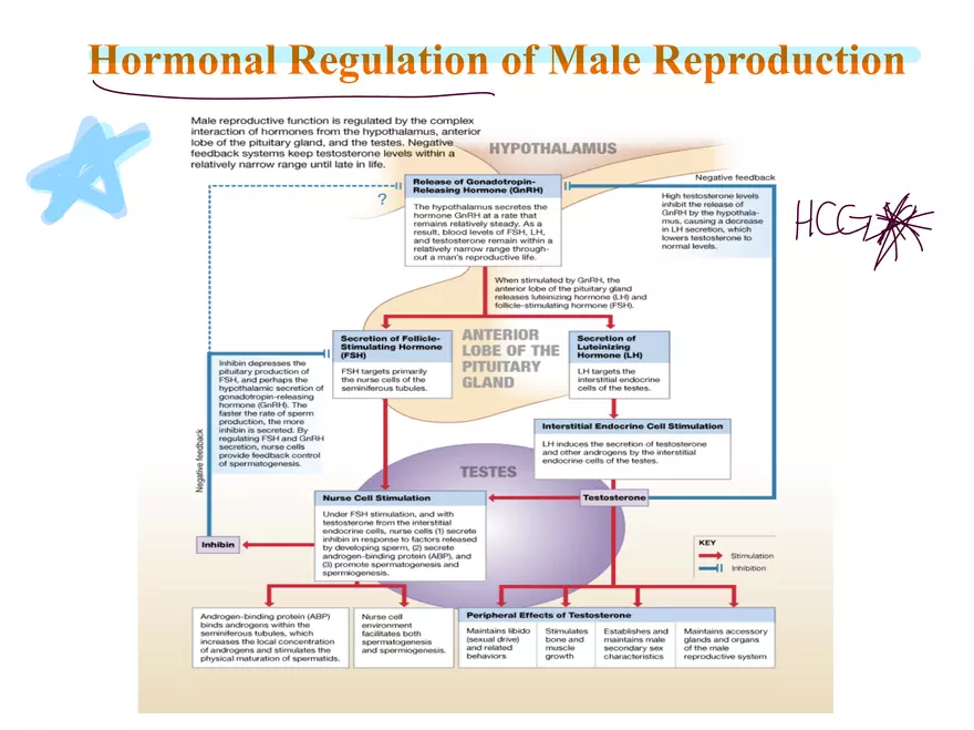 Unit 12: Lesson 1 Reproductive System - Page 30