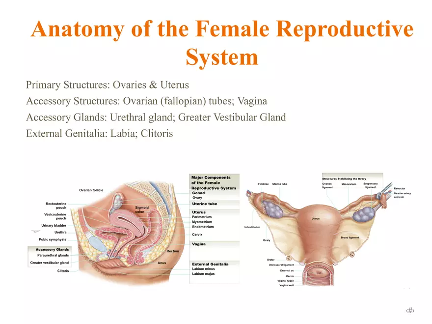 Unit 12: Lesson 1 Reproductive System - Page 31