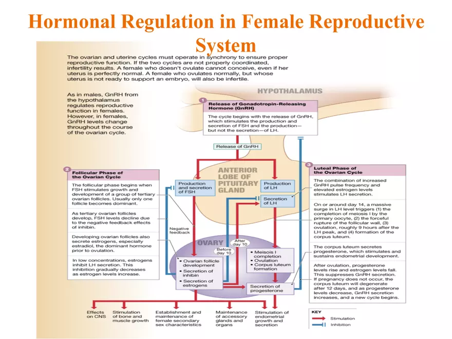 Unit 12: Lesson 1 Reproductive System - Page 5