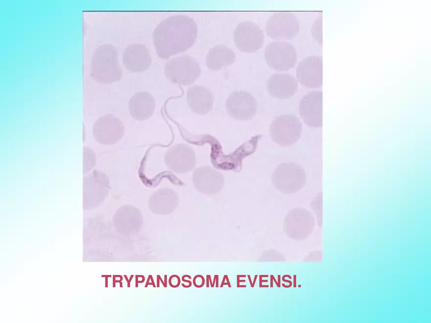 Host & Different Types Of Host - Page 15