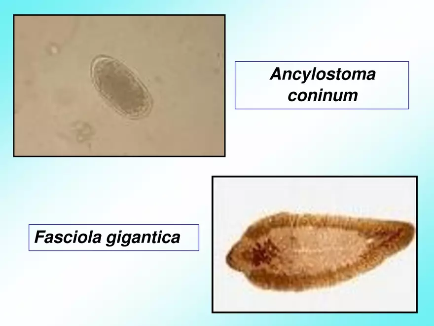 Host & Different Types Of Host - Page 17