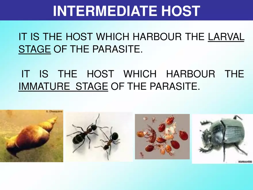Host & Different Types Of Host - Page 18