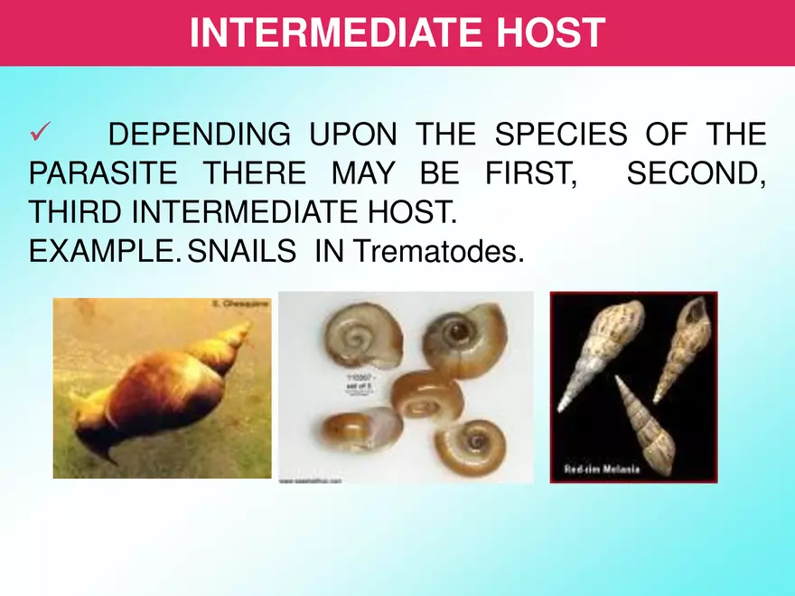 Host & Different Types Of Host - Page 19