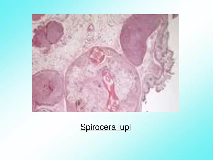Host & Different Types Of Host - Page 6
