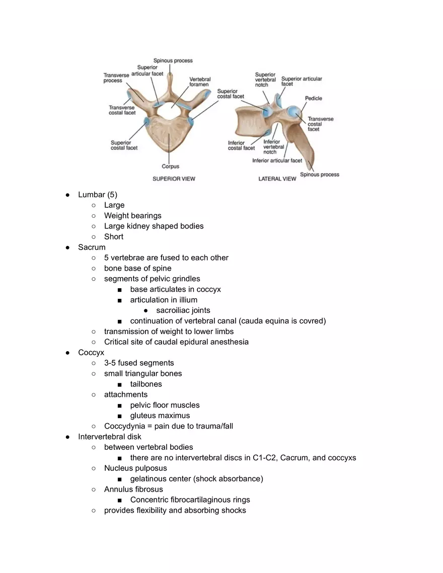 Back and Vertebral Column - Page 2