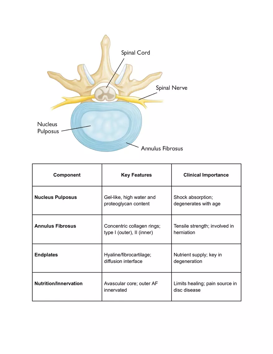 Back and Vertebral Column - Page 3