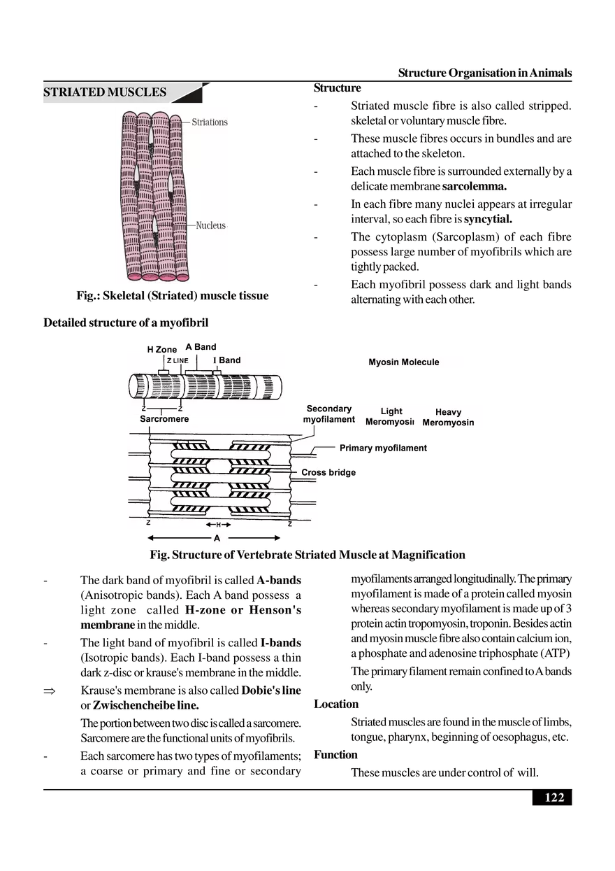 Structure Organisation in Animals - Page 23