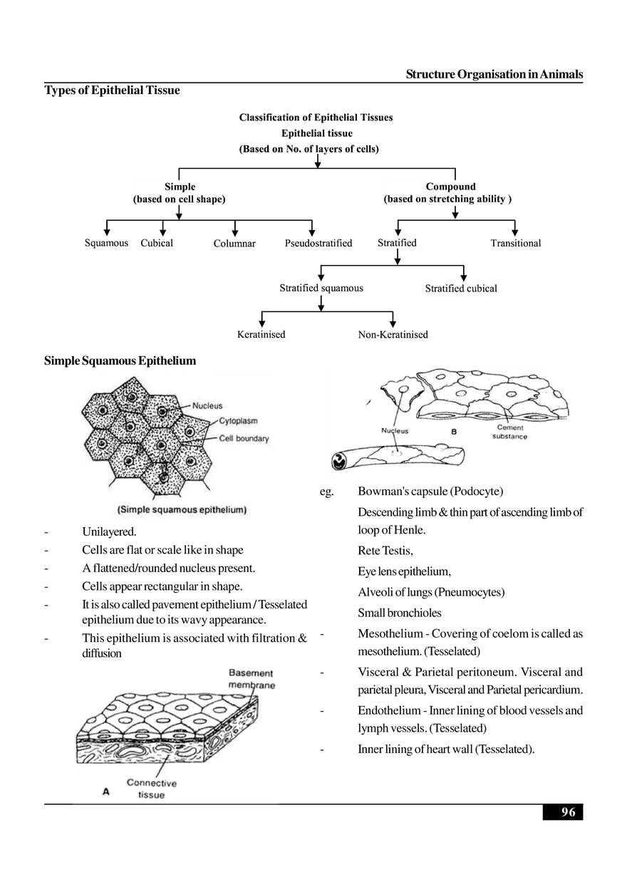 Structure Organisation in Animals - Page 24