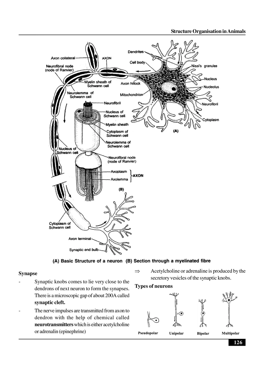 Structure Organisation in Animals - Page 28