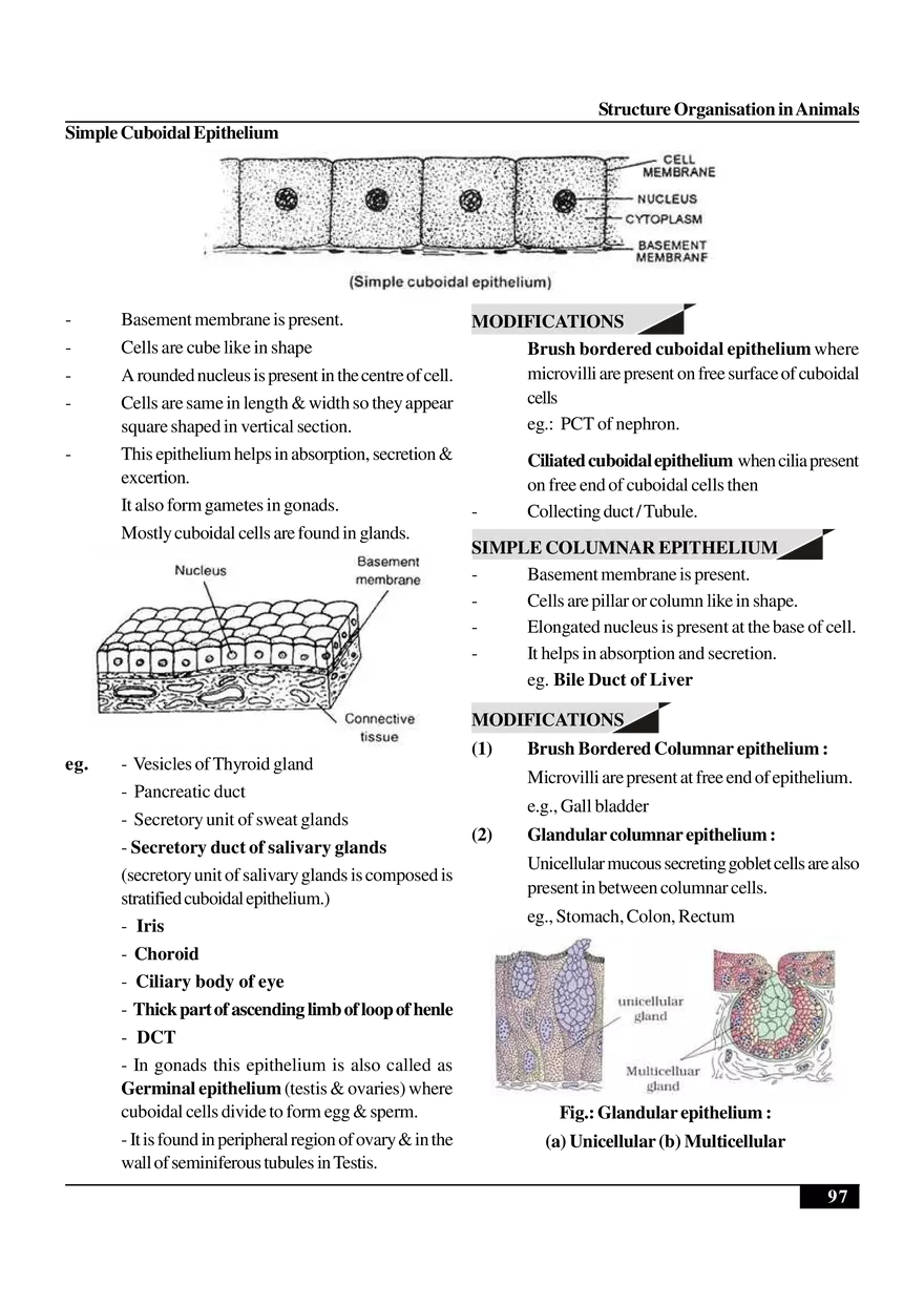 Structure Organisation in Animals - Page 31