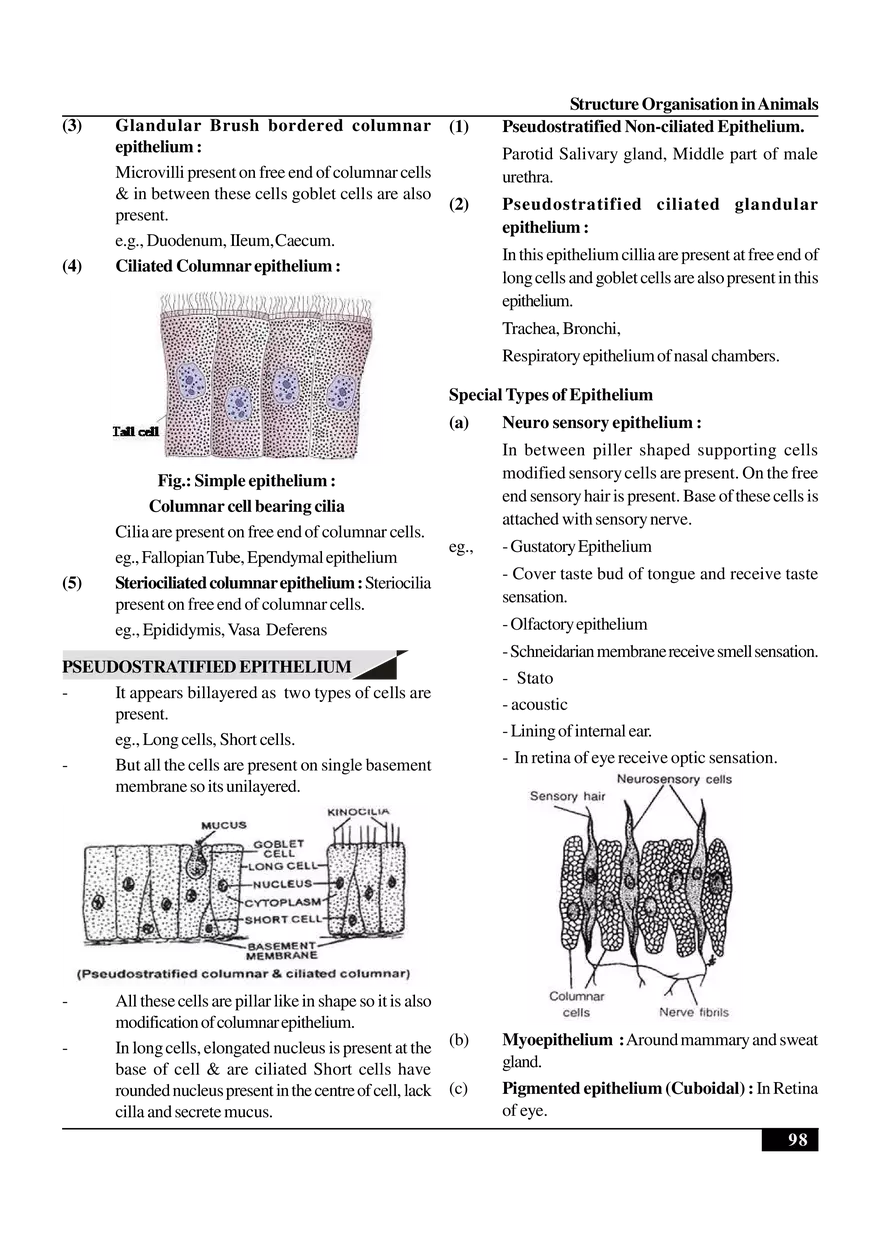 Structure Organisation in Animals - Page 32