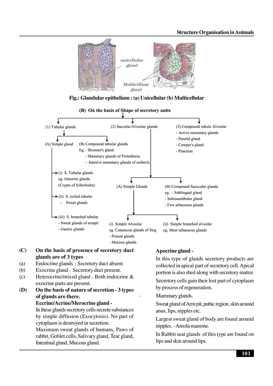 Structure Organisation in Animals - Page 35