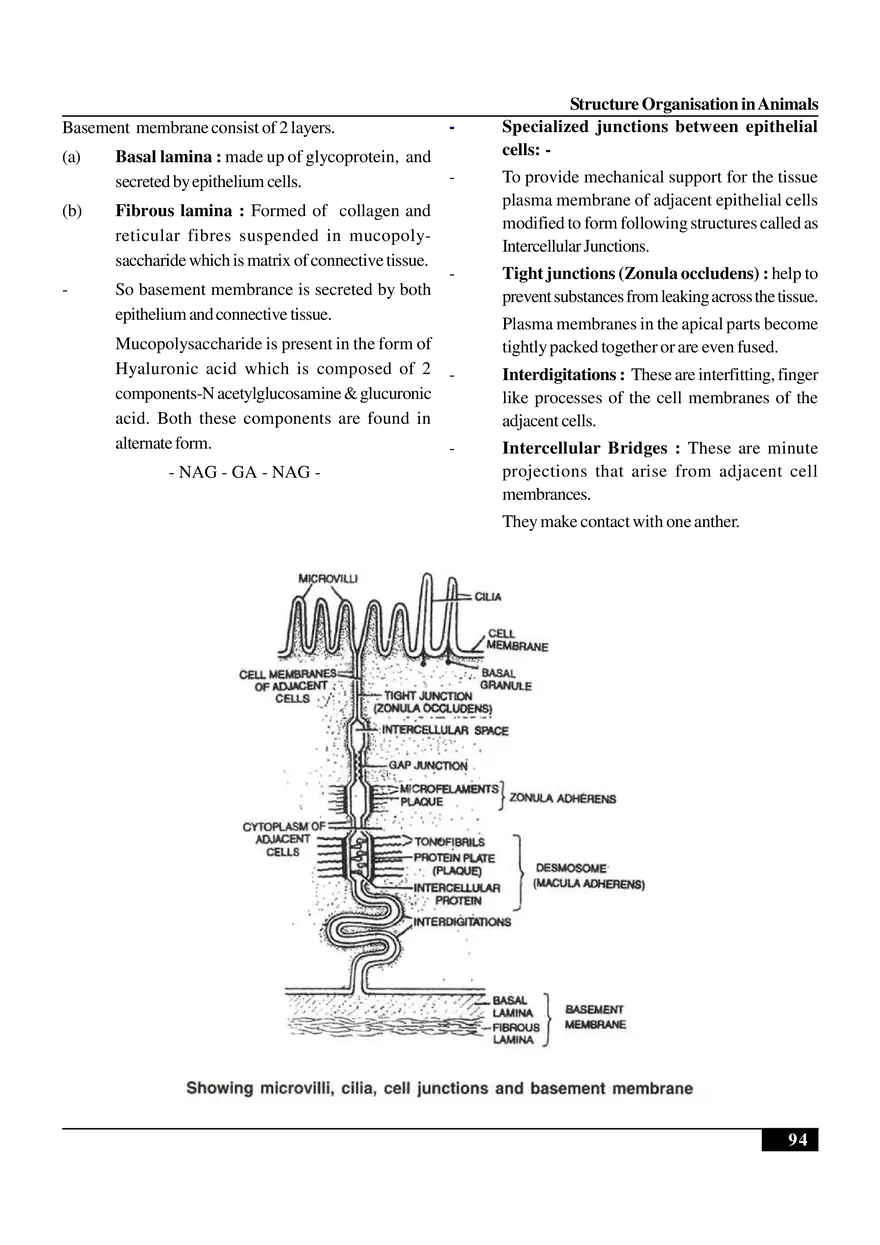 Structure Organisation in Animals - Page 2