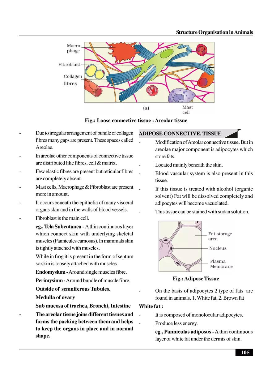 Structure Organisation in Animals - Page 5