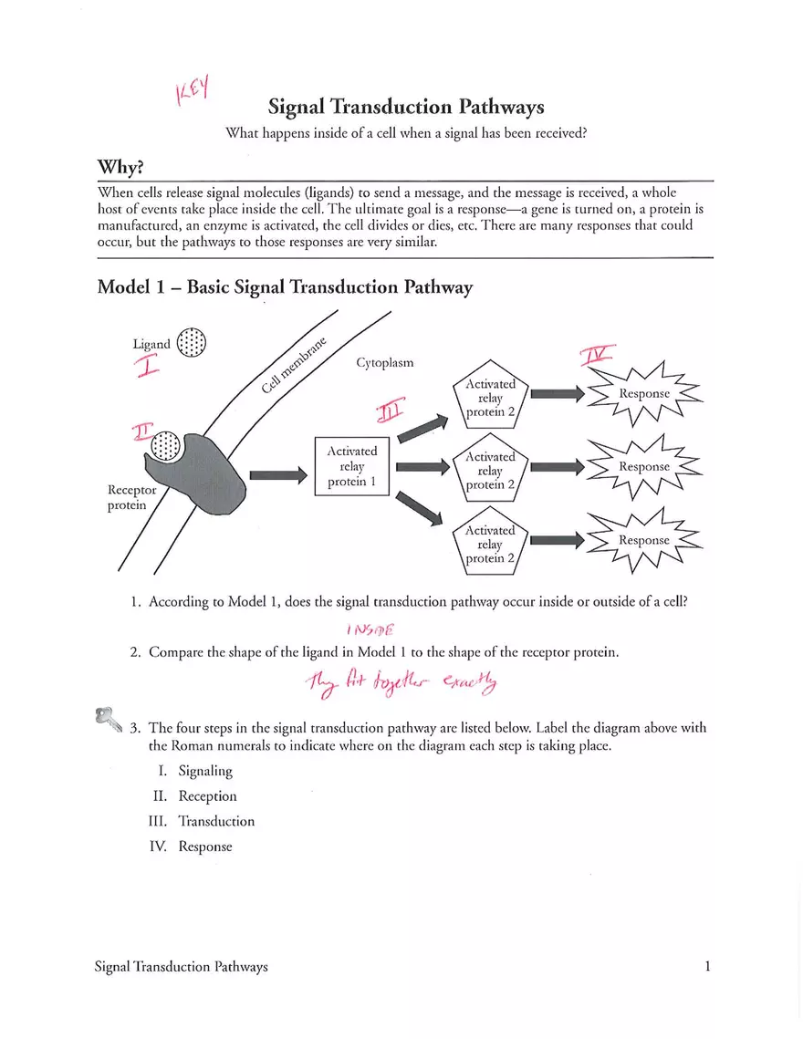 Signal Transduction Pathways Answers - Page 1