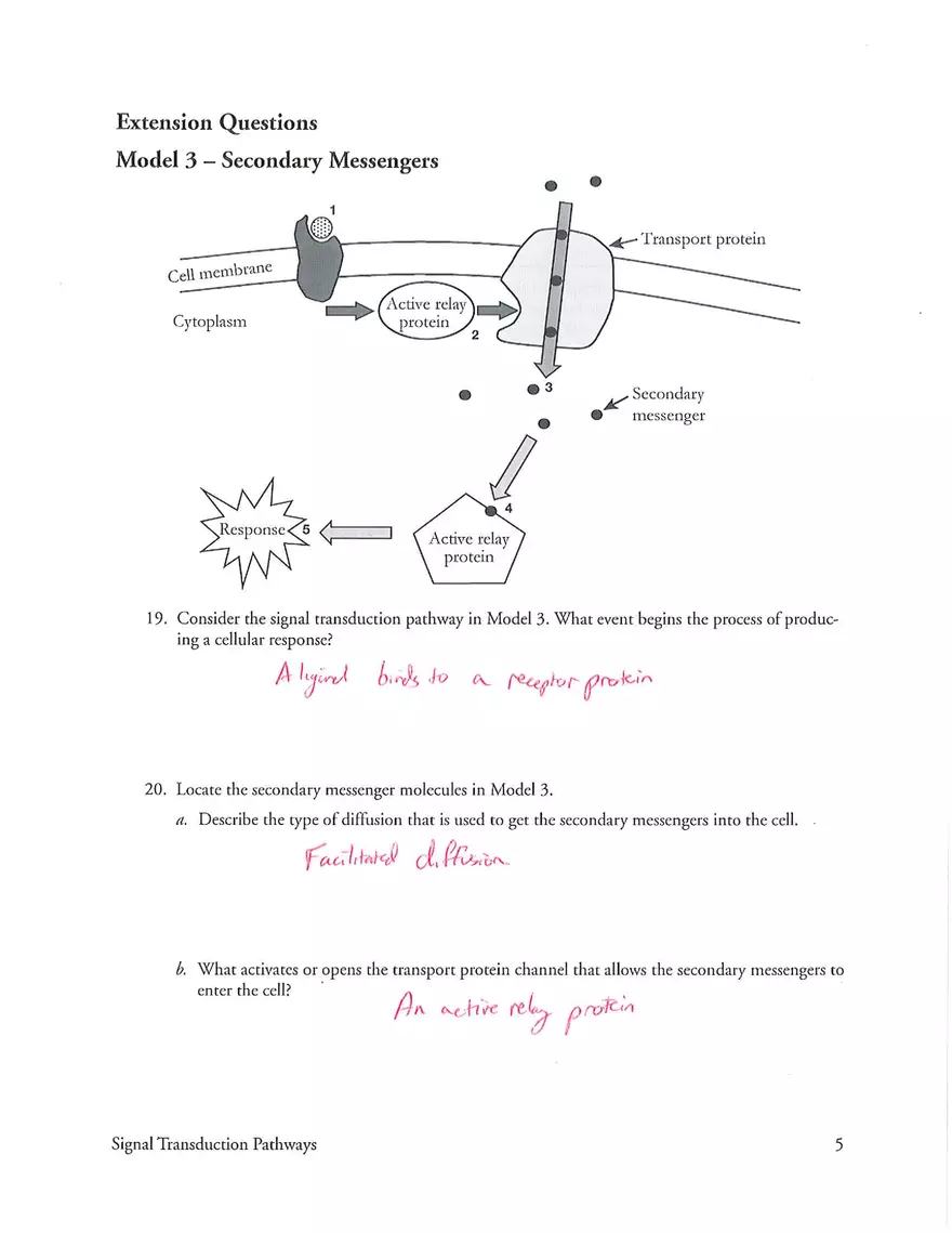 Signal Transduction Pathways Answers - Page 5