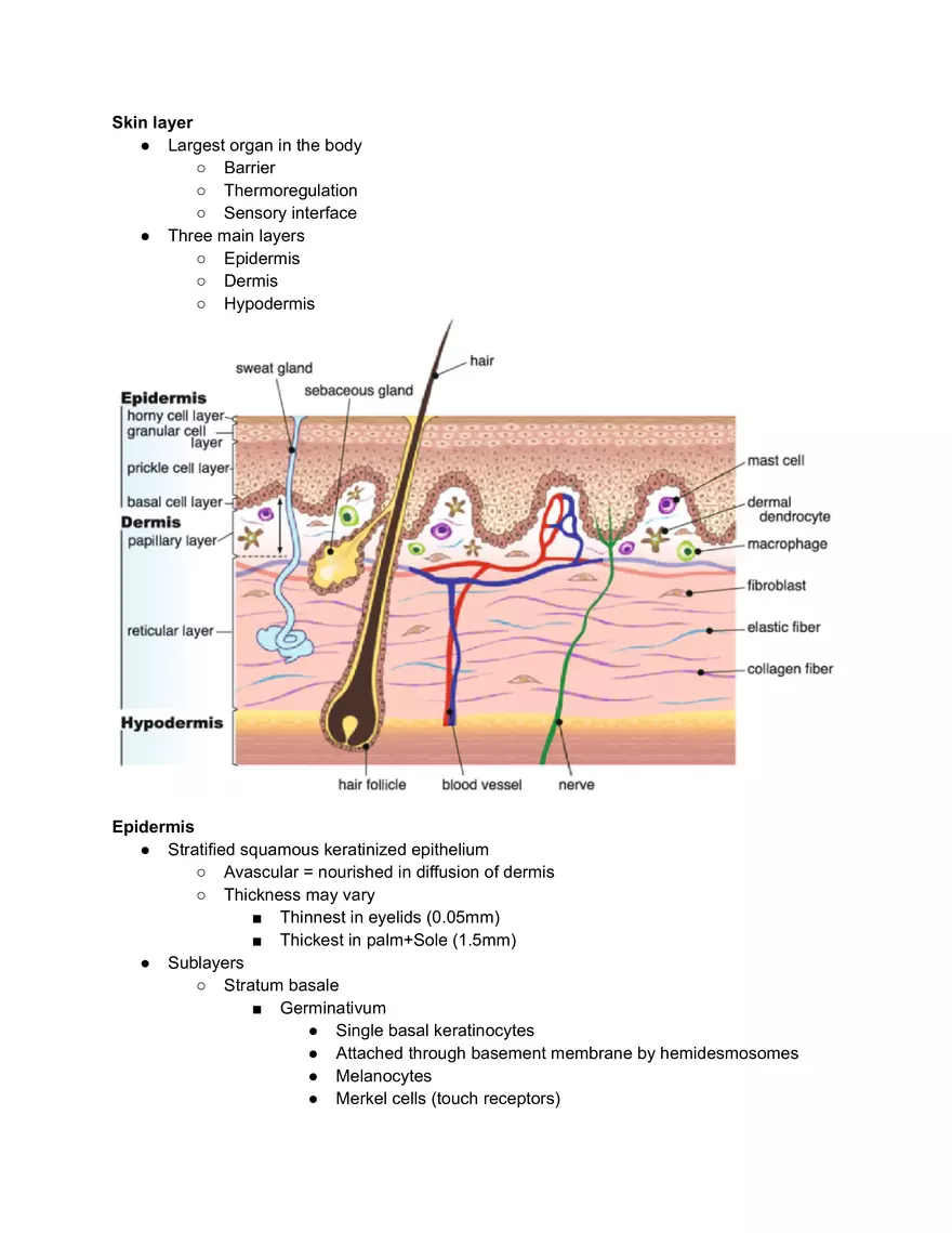 Skin Layers Reading - Page 1