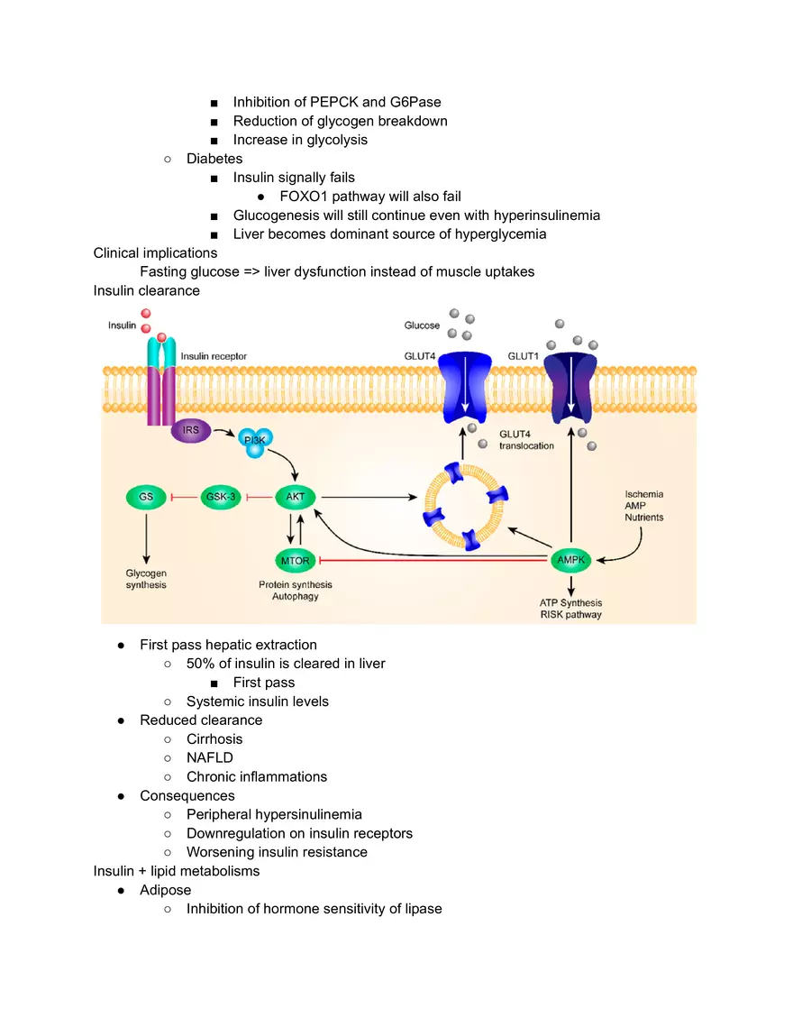 Insulin Sensitivity and insulin Resistance - Page 2