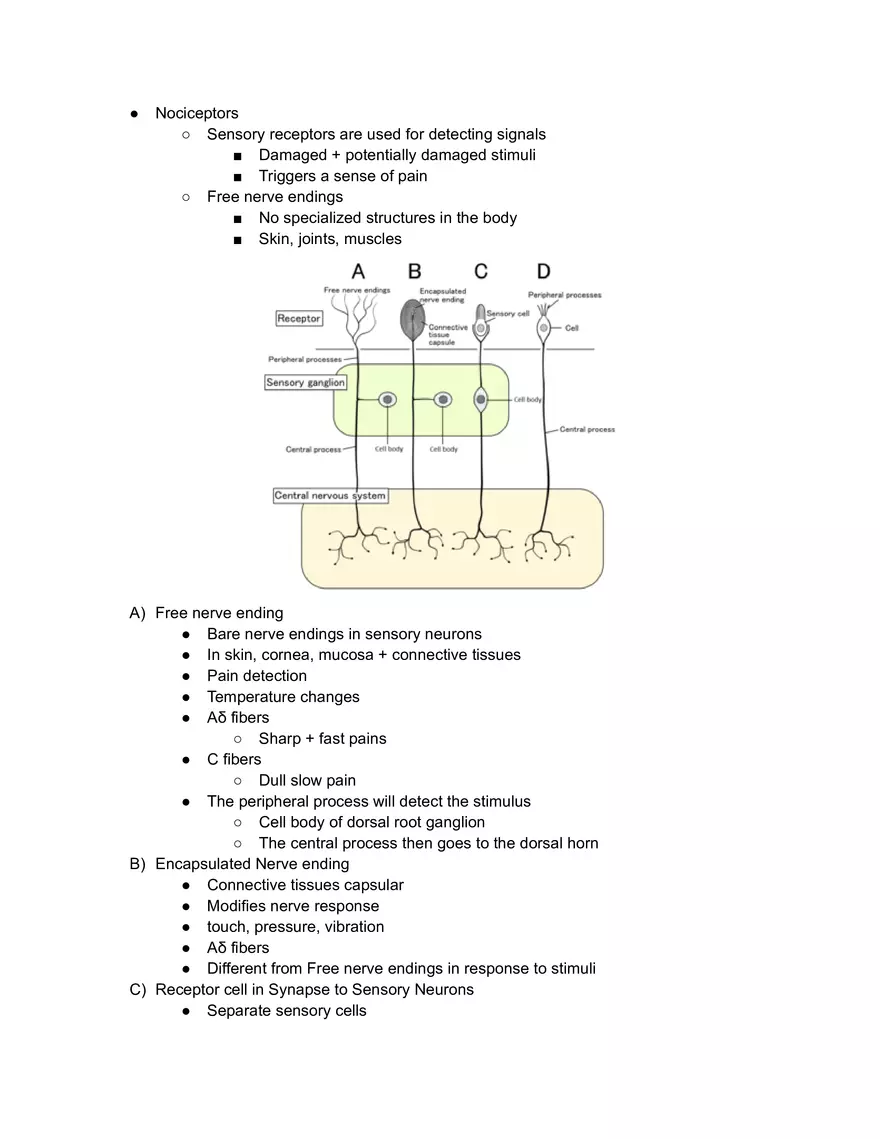 Pain Receptor 1 Lecture 1 - Page 1