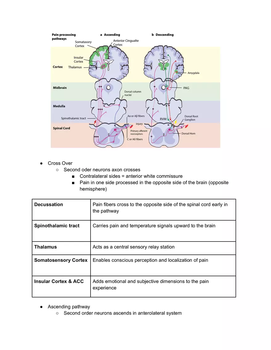 Pain Receptor 1 Lecture 1 - Page 3
