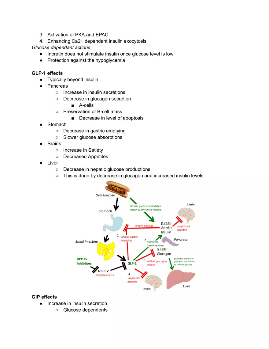 Incretin System - Page 2