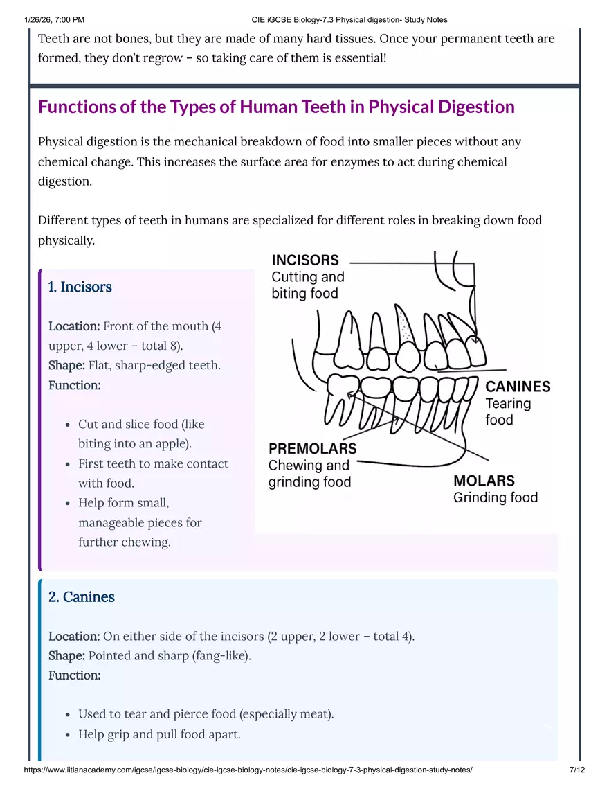 CIE IGCSE Biology-7.3 Physical Digestion Study Notes - Page 9
