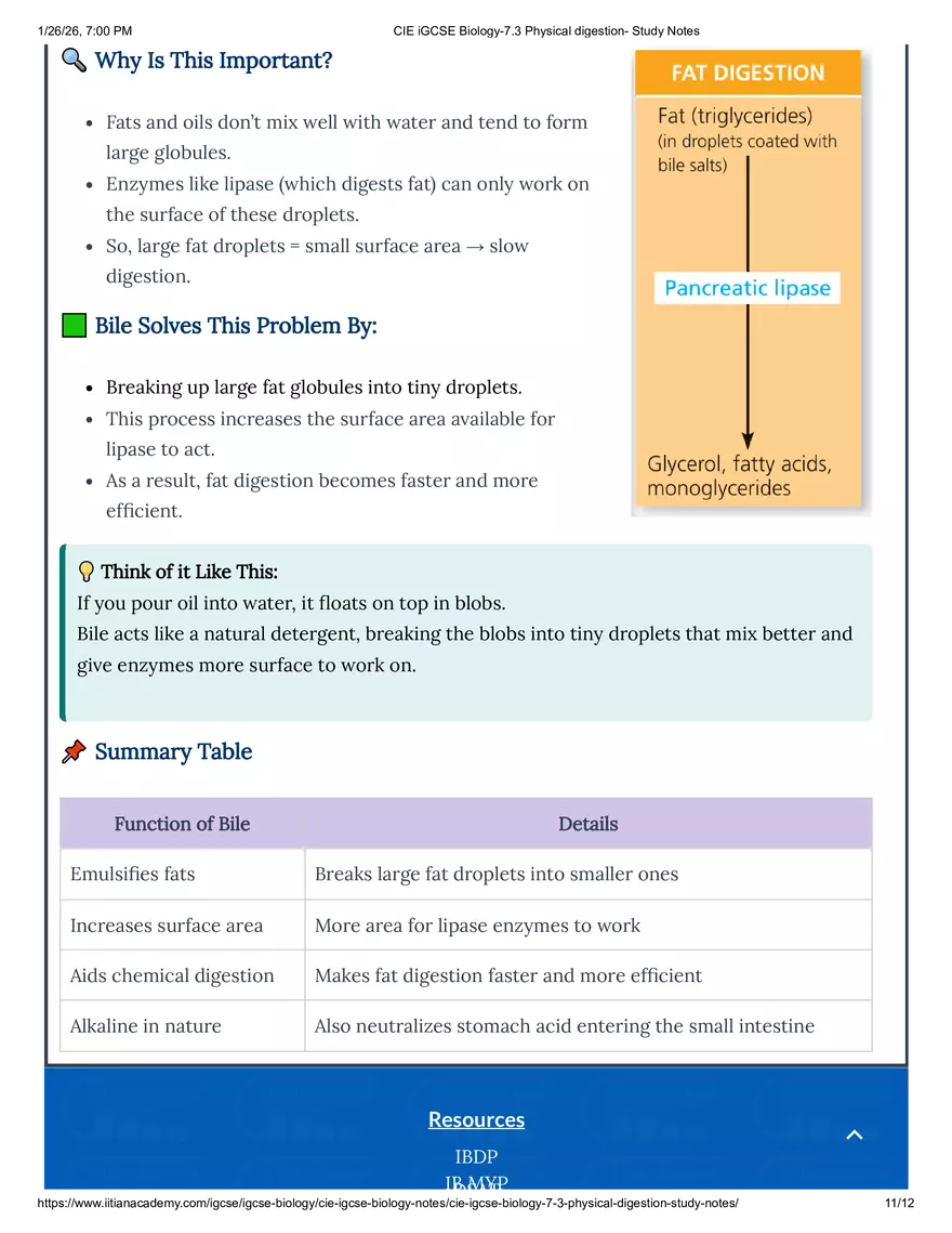 CIE IGCSE Biology-7.3 Physical Digestion Study Notes - Page 3