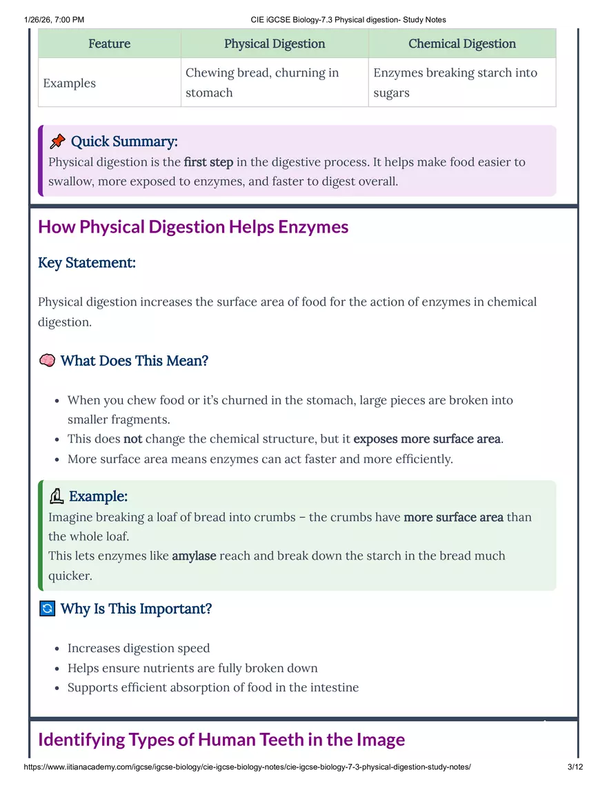 CIE IGCSE Biology-7.3 Physical Digestion Study Notes - Page 5