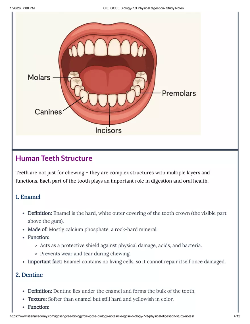 CIE IGCSE Biology-7.3 Physical Digestion Study Notes - Page 6
