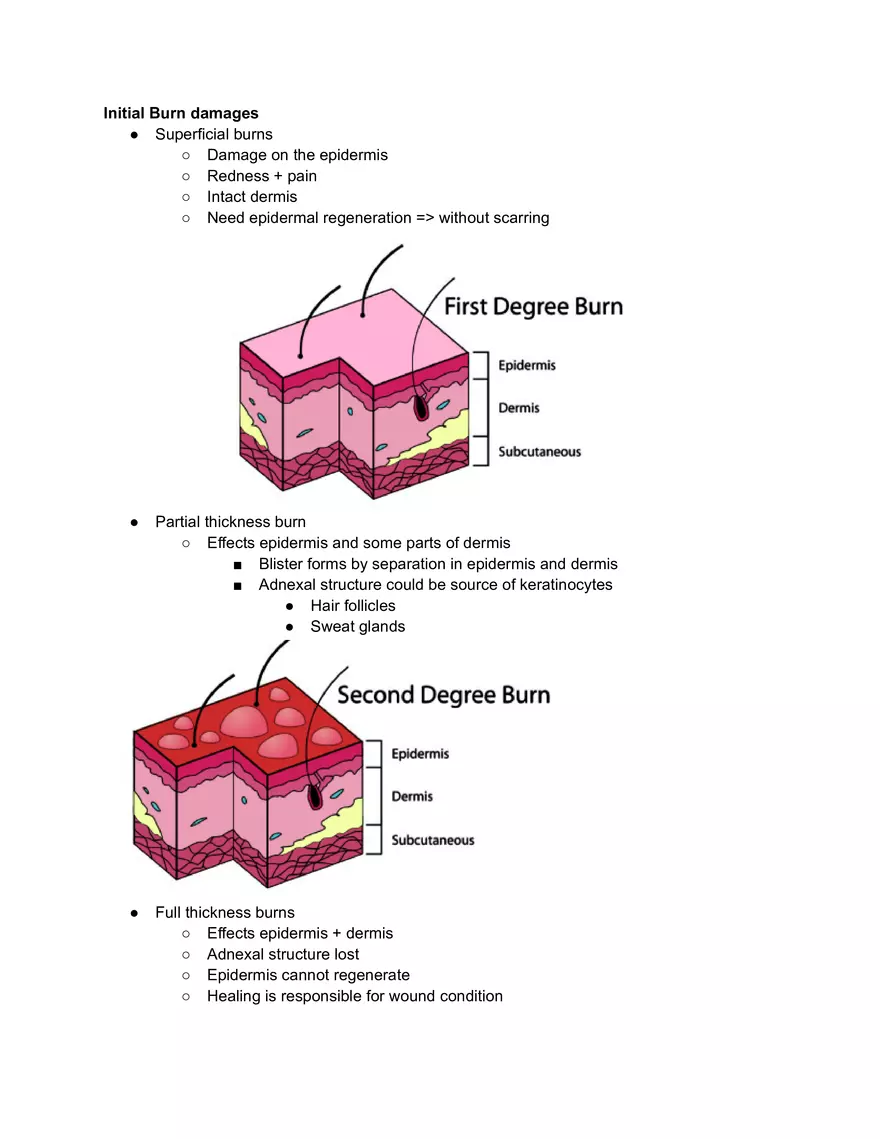 Human Skin Burn Damage - Page 1