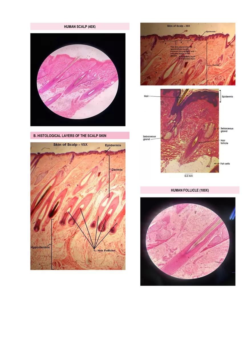 Anatomy & Physiology Lab - Prelims - Page 11
