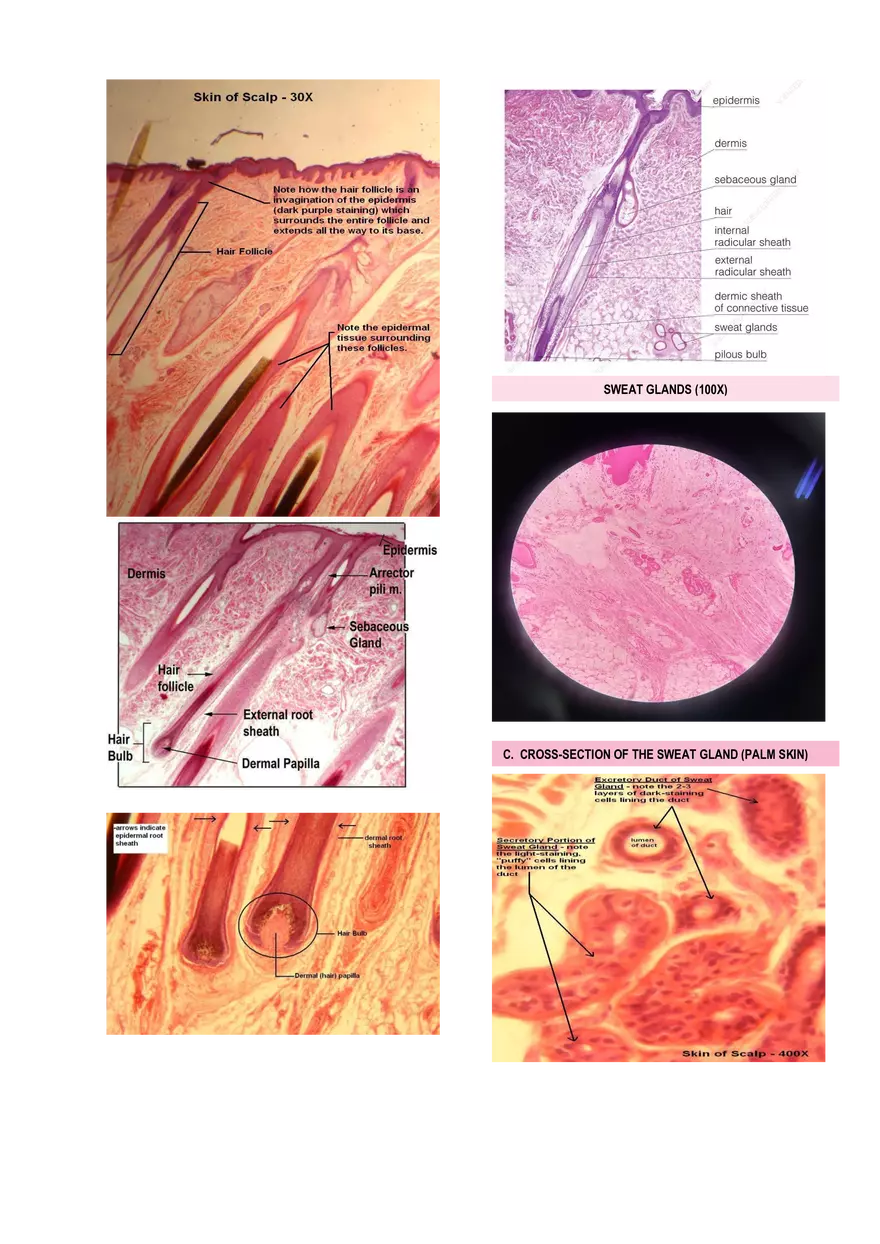 Anatomy & Physiology Lab - Prelims - Page 12