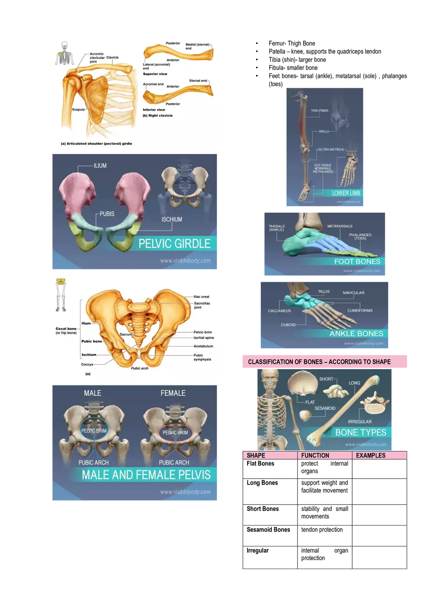 Anatomy & Physiology Lab - Prelims - Page 4